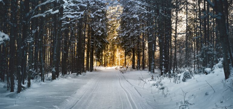 Ein Wald im Winter