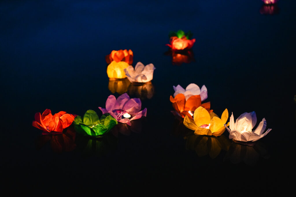 Leuchtende Lotusblüten auf dem Natursee der Palmenoase